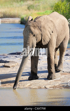 Elefant, trinken, Pilanesberg National Park, Sun City, Südafrika, Afrika Stockfoto