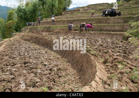 Bäuerinnen bei der Arbeit in Reisterrassen, Radi, Ost Bhutan, Bhutan, Asien Stockfoto