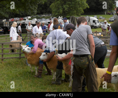 Farmer zeigen Texel-Schafe auf der Thornton Le Dale Annual Country Show im Sommer North Yorkshire England Großbritannien Großbritannien Großbritannien Großbritannien Großbritannien Großbritannien Großbritannien Großbritannien Großbritannien Großbritannien Großbritannien und Nordirland Stockfoto