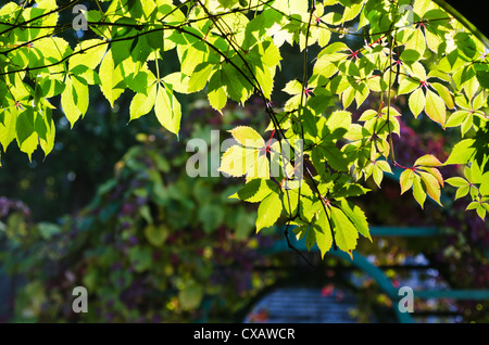 Blätter von wildem Wein (Parthenocissus Quinquefolia), Nahaufnahme Stockfoto