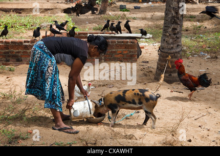 Frau von Waikkal Dorf Fütterung ihr Ferkel mit Spültrank aus einem Eimer, Waikkal Village, Sri Lanka Stockfoto