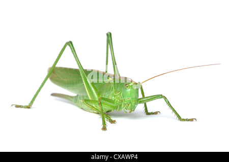 Große grüne Bush-Cricket (Tettigonia Viridissima) isoliert auf weißem Hintergrund Stockfoto