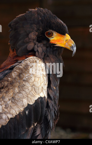 Bateleur Adler in der Vogelfamilie Accipitridae, wohnhaft in Subsahara-Afrika, in Gefangenschaft im Vereinigten Königreich Stockfoto