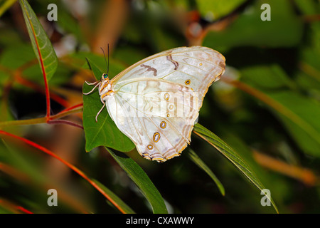 Weißer Morpho (Morpho Polyphemus), ein weißer Schmetterling von Mexiko und Mittelamerika, reicht so weit südlich wie Costa Rica Stockfoto