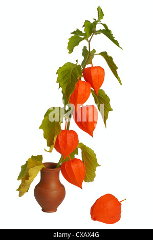Physalis, die hellste Herbst Pflanze Zweig in einem Tontopf Stockfoto