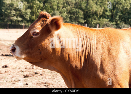 Aubrac-Rinder Fütterung in einem Feld bei Laval Pradinas Aveyron Midi-Pyrenäen Frankreich Stockfoto