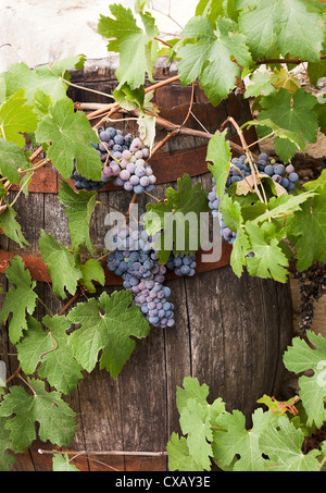 Schwarzen Trauben reifen unter freiem Himmel mit ein Eichenfass hinter in einem französischen Garten am Laval Aveyron Midi-Pyrenäen-Frankreich Stockfoto