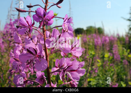 Rosebay Weidenröschen (Weidenröschen) (Epilobium Angustifolium) am Abfall Boden, Wiltshire, England, Vereinigtes Königreich, Europa blühend Stockfoto