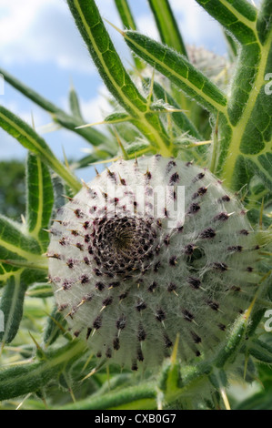 Wollige Distel (Cirsium Wollgras) Flowerbud, Kreide Grünland Wiese, Wiltshire, England, Vereinigtes Königreich, Europa Stockfoto