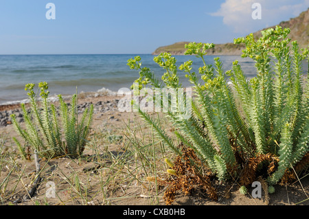 Meer-Wolfsmilch (Euphorbia Paralias) Klumpen Blüte im Sand Dünen hinter dem Strand, Lesbos (Lesvos), griechische Inseln, Griechenland Stockfoto