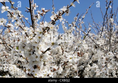 Schlehe (Prunus Spinosa) in voller Blüte, Cornwall, England, Vereinigtes Königreich, Europa Stockfoto