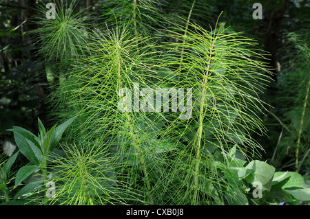 Riesen-Schachtelhalm (Equisetum Telmateia) wächst in feuchten Wäldern, Wiltshire, England, Vereinigtes Königreich, Europa Stockfoto