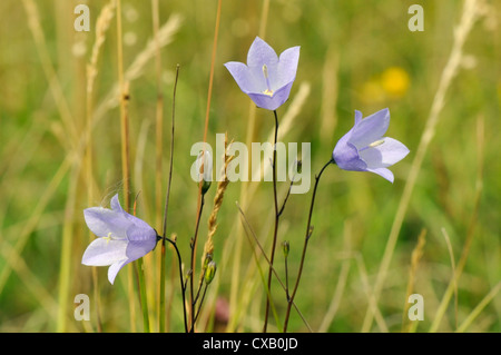 Glockenblume (Campanula Rotundifolia) Blüte in Kreide Grünland Wiese, Wiltshire, England, Vereinigtes Königreich, Europa Stockfoto