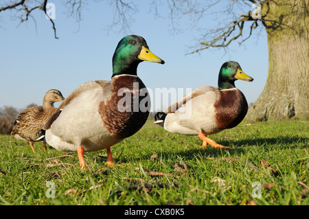 Zwei Erpel Stockenten (Anas Platyrhynchos) und eine Ente, die Annäherung an zu Rasen, Wiltshire, England, Vereinigtes Königreich, Europa Stockfoto