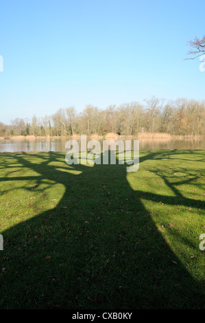 Schatten, die den großen englischen Eiche (Quercus Robur) am grünen Rande der Zierteich, Corsham, Wiltshire, England Stockfoto