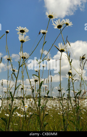 Niedrigen Winkel Ansicht der Ochsen-Auge Gänseblümchen (Margeriten) (Leucanthemum Vulgare), Teppichboden Heu Wiese, Wiltshire, England, Vereinigtes Königreich Stockfoto