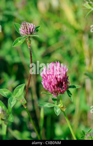 Flowerheads aus rotem Klee (Trifolium Pratense), Kreide Grünland Wiese, Wiltshire, England, Vereinigtes Königreich, Europa Stockfoto