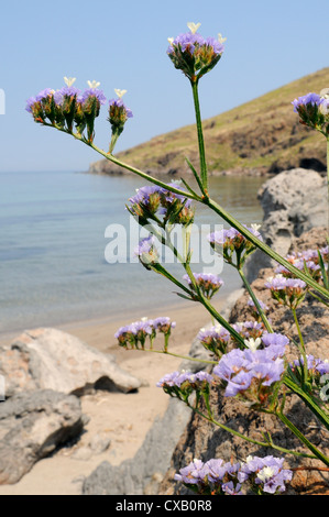 Geflügelte Strandflieder Blüte am felsigen Ufer, Lesbos (Lesvos), griechische Inseln, Griechenland Stockfoto