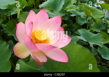 Rosa Lotus Blume. Amanzimtoti, KwaZulu-Natal, Südafrika. Stockfoto