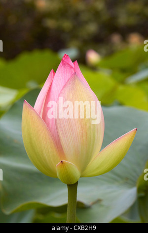 Rosa Lotusblume im Keim zu ersticken. Amanzimtoti, KwaZulu-Natal, Südafrika Stockfoto