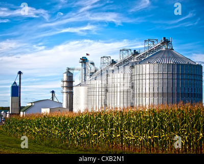 Trockner Mais silos stehen in einem Feld von Mais Stockfoto