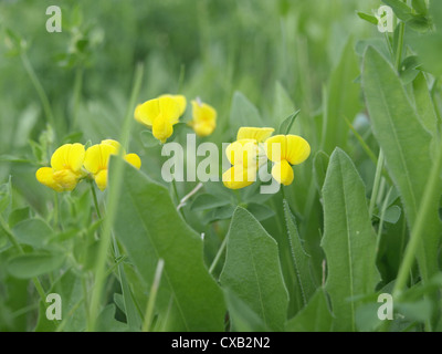 Vogelfedern-Fuß Dreiblatt / Lotus Corniculatus / Gewöhnlicher Hornklee Stockfoto