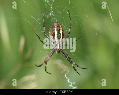 Wasp Spider / Argiope Bruennichi / Wespenspinne Stockfoto