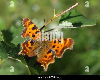 Komma Schmetterling / Polygonia c-Album / C-Falter Stockfoto