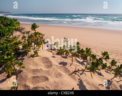 Coco Cabanas Beach Resort. Ponta do Ouro, Süd-Mosambik. Stockfoto