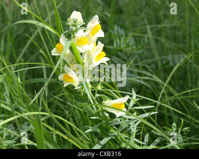 Gemeinsamen Leinkraut, gelbes Leinkraut, Butter-and-eggs / Linaria Vulgaris / Echtes Leinkraut Stockfoto