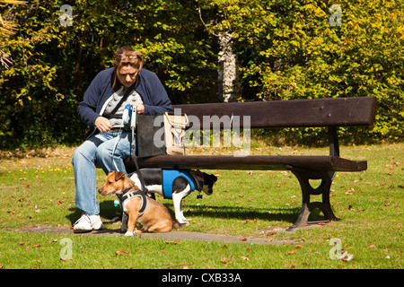 Zwei Jack Russell terrier führt in Gurten und auf sitzen und von Besitzerin geschult. Stockfoto
