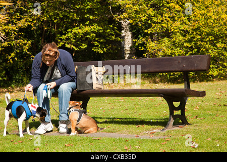 Zwei Jack Russell terrier führt in Gurten und auf sitzen und von Besitzerin geschult. Stockfoto