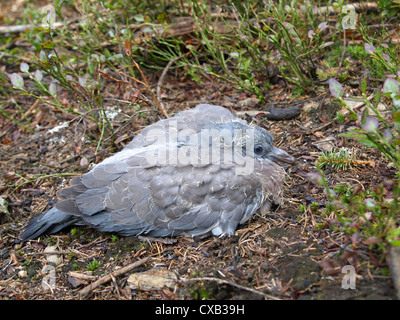 jungen gemeinsamen Ringeltaube auf Boden / Columba Palumbus / Junge Ringeltaube Auf Waldboden Stockfoto