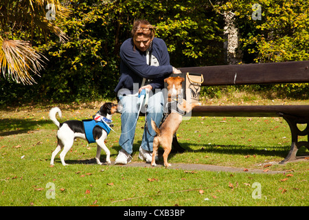 Zwei Jack Russell terrier führt in Gurten und auf sitzen und von Besitzerin geschult. Stockfoto