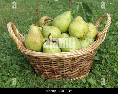 Birnen in einem Weidenkorb / Birnen Im Weidenkorb Stockfoto