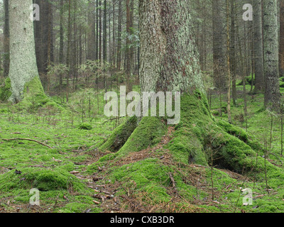 Holz-Landschaft mit Moos / Wald Landschaft Mit Moos Stockfoto