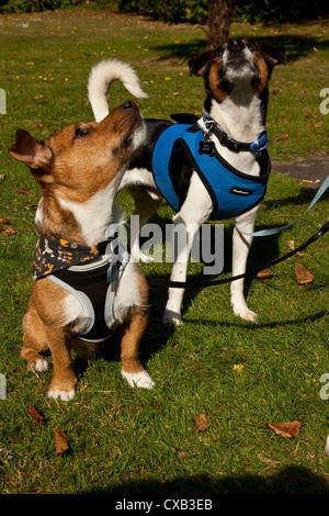 Zwei Jack Russell terrier führt in Gurten und auf sitzen und von Besitzerin geschult. Stockfoto