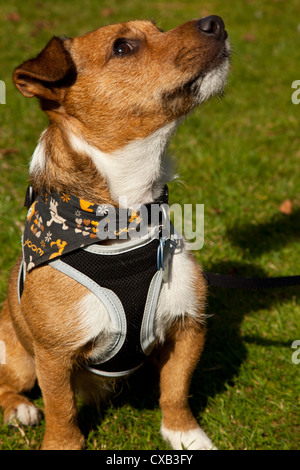 Zwei Jack Russell terrier führt in Gurten und auf sitzen und von Besitzerin geschult. Stockfoto