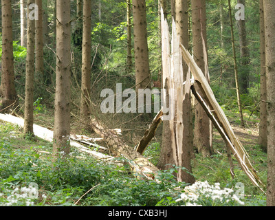 Blitz-Punktion von einem Baum / Zerstörung Eines Baumes Durch Blitzeinschlag Stockfoto