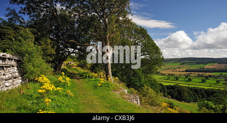 Ein Blick auf Wensleydale aus der Böschung an Leyburn Schal, North Yorkshire, England. Stockfoto