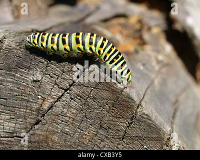 Raupe aus alten Welt Schwalbenschwanz / Papilio Machaon / Raupe Vom Schwalbenschwanz Stockfoto