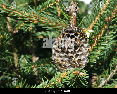 eusozialen Wespen mit Nest / Feldwespen Mit Nest Stockfoto