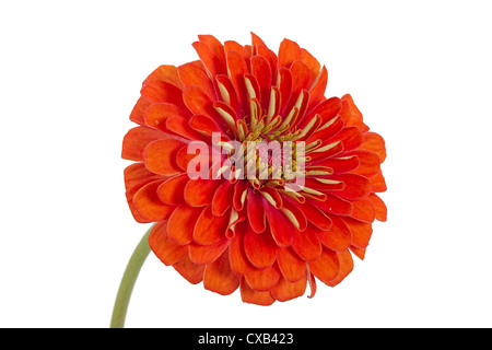 Blume der Zinnie (Lat. Zinnia), auf weißem Hintergrund Stockfoto