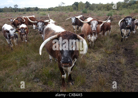 English Longhorn-Rinder weiden auf Skipworth gemeinsamen Naturschutzgebiet, Yorkshire, Großbritannien. Stockfoto