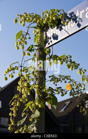 Wilder Hopfen (Humulus Lupulus) wachsen auf einem Straßenschild in Wohngegend von Deutschland. Stockfoto