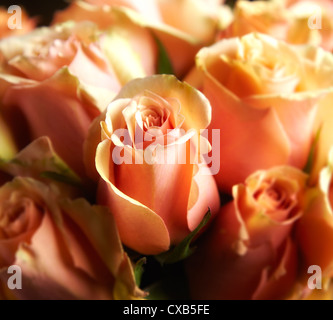 A in der Nähe von Peach, Tangelic Rosen Stockfoto