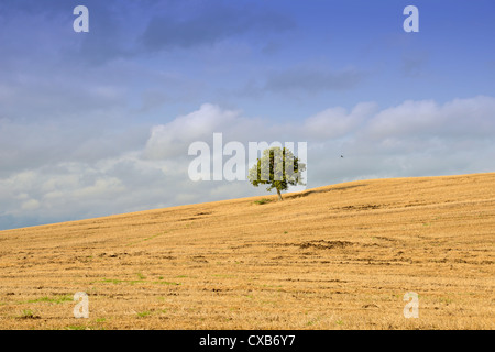 Einsamer Baum auf einem Hügel in einem goldenen geernteten Feld mit roten Drachen fliegen, blauer Himmel und flauschige Wolken Stockfoto