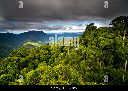 Blick über die Baumkronen des Dorrigo Regenwaldes. Stockfoto