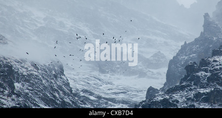 Eine Herde von Alpine Alpenkrähe oder Yellow-billed Alpenkrähe, (Pyrrhocorax Graculus) Segelfliegen in nebligen Bergen, Langtang-Tal, Nepal Stockfoto