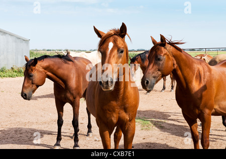 Eine kleine Herde von Bucht und Sauerampfer American Quarter Horses, Equus Caballus. Stockfoto